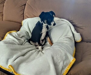 Rat Terrier Puppy for sale in CHERRY VALLEY, IL, USA