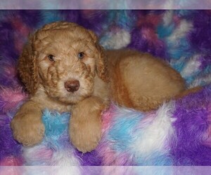 Labradoodle Puppy for sale in LA HABRA, CA, USA