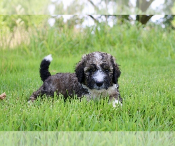 Medium Photo #7 Bernedoodle Puppy For Sale in KNOB NOSTER, MO, USA