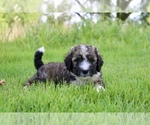 Small #6 Bernedoodle