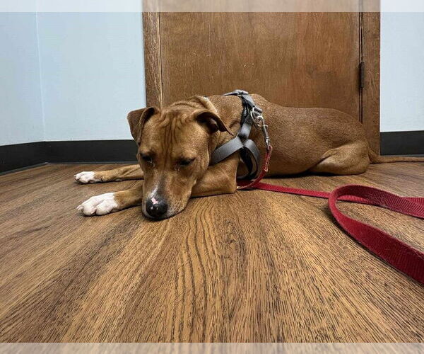 Medium Photo #3 Mutt Puppy For Sale in Springdale, PA, USA