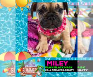 French Bulldog Puppy for sale in HEATHROW, FL, USA