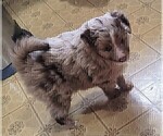 Small Photo #10 Miniature Australian Shepherd Puppy For Sale in MOUNT SHASTA, CA, USA