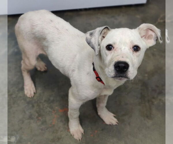Medium Photo #16 Labrador Retriever-Unknown Mix Puppy For Sale in Royal Palm Beach, FL, USA