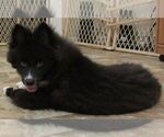 Small Photo #3 Huskimo Puppy For Sale in SEBRING, FL, USA