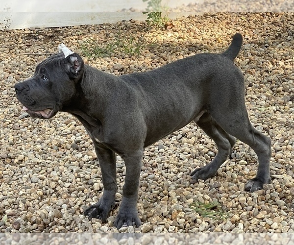 Medium Photo #10 Cane Corso Puppy For Sale in HUDSON, NH, USA