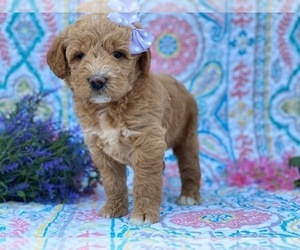 Double Doodle Puppy for sale in LANCASTER, PA, USA