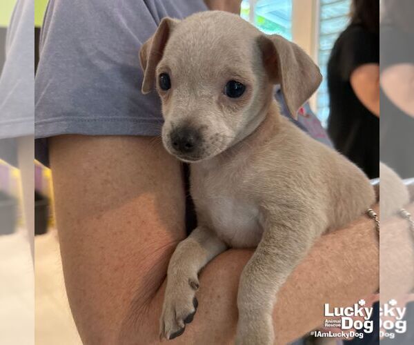 Medium Photo #3 Chihuahua-Unknown Mix Puppy For Sale in Washington, DC, USA