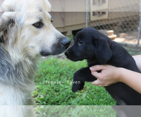 Medium Photo #3 Bernese Mountain Dog-Labrador Retriever Mix Puppy For Sale in BENNETT, NC, USA