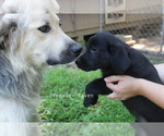 Small #2 Bernese Mountain Dog-Labrador Retriever Mix
