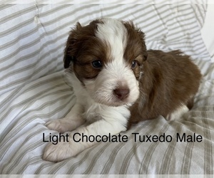 Aussiedoodle Miniature  Puppy for Sale in PURDON, Texas USA