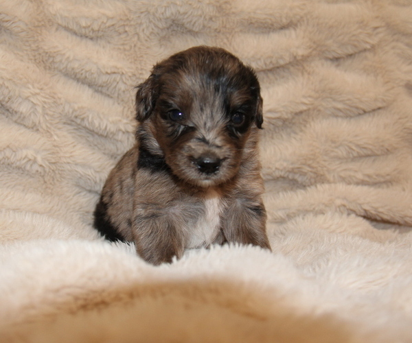 Medium Photo #2 Australian Shepherd Puppy For Sale in STEWART, MS, USA