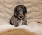 Small #1 Australian Shepherd