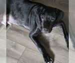 Small #1 Labrador Retriever Mix