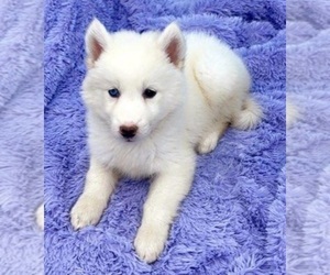 Siberian Husky Puppy for sale in SANDY HOOK, KY, USA