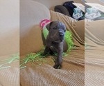 Small Photo #7 Cane Corso Puppy For Sale in JACKSON, GA, USA