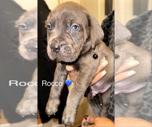 Medium Photo #16 Cane Corso Puppy For Sale in PHILADELPHIA, PA, USA