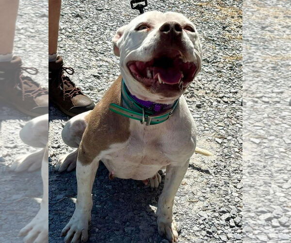Medium Photo #4 American Pit Bull Terrier-Unknown Mix Puppy For Sale in Rustburg, VA, USA