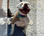Small #3 American Pit Bull Terrier Mix
