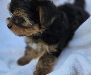 Yorkshire Terrier Puppy for sale in CORNERSVILLE, TN, USA