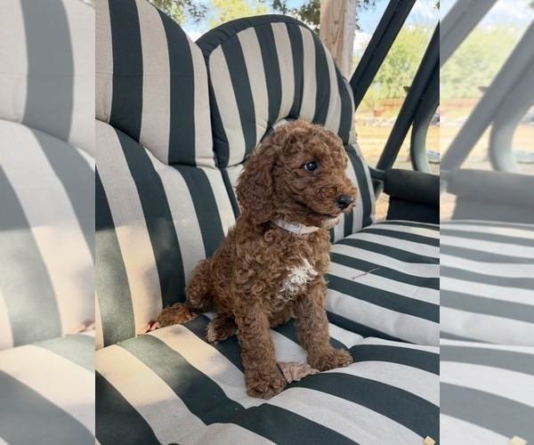 Medium Photo #2 Goldendoodle Puppy For Sale in HILLSBORO, TX, USA