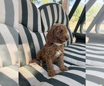 Nigel - Male Goldendoodle Puppy for Sale - Photo #2