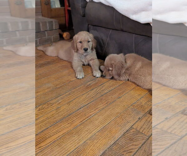 Medium Photo #8 Golden Retriever Puppy For Sale in EAST SPARTA, OH, USA