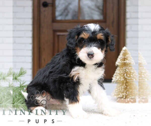 Medium Photo #1 Bernedoodle (Miniature) Puppy For Sale in NARVON, PA, USA