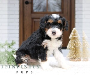 Bernedoodle (Miniature) Puppy for sale in NARVON, PA, USA