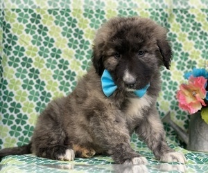 Border Collie-Maremma Sheepdog Mix Puppy for sale in LANCASTER, PA, USA