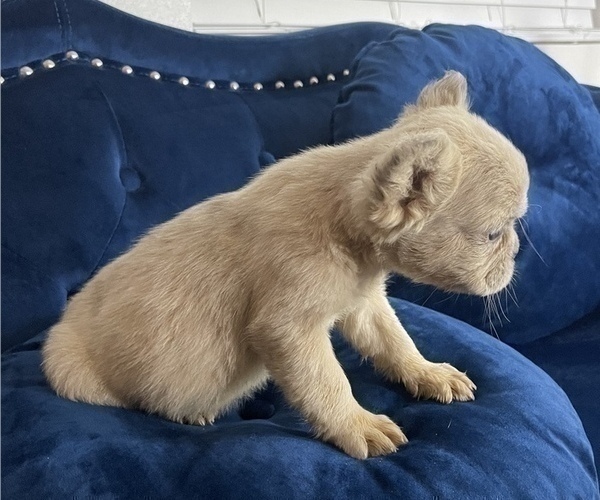 Medium Photo #14 French Bulldog Puppy For Sale in TALLAHASSEE, FL, USA