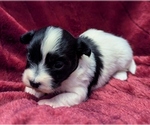 Small #2 Havanese