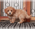Small #2 Maltipoo