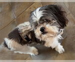 Small #6 Shih Tzu