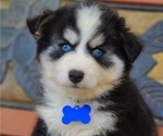 Puppy Cosmo Pomsky