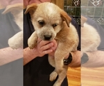 Small Photo #9 Australian Cattle Dog Puppy For Sale in MORGANTON, NC, USA