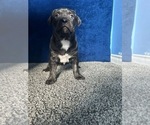 Puppy Big momma American Bully