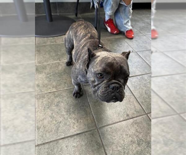 Medium Photo #1 French Bulldog Puppy For Sale in San Antonio, TX, USA
