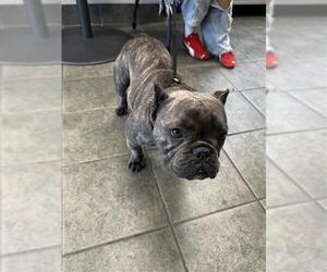 French Bulldog Dogs for adoption in San Antonio, TX, USA