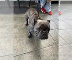 Small French Bulldog