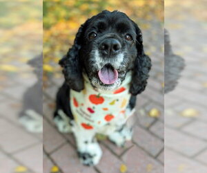 Molly - Female Cocker Spaniel Dog for Adoption - Photo #2