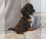 Small #2 Maltipoo