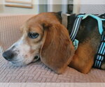 Small #2 Beagle
