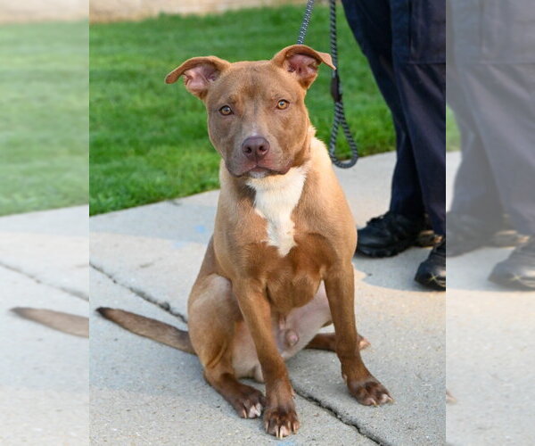 Medium Photo #3 Mutt Puppy For Sale in Glen Allen, VA, USA