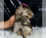 Small #6 Dachshund