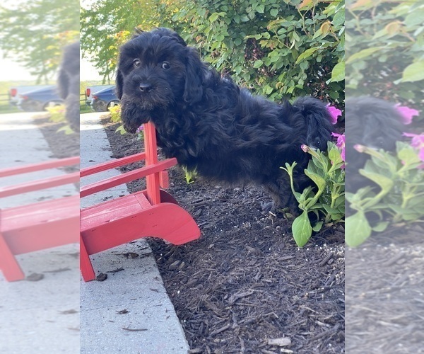 Medium Photo #2 Lhasa-Poo Puppy For Sale in CANOGA, NY, USA