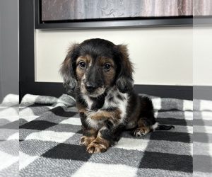 Dachshund Puppy for sale in FRANKLIN, IN, USA