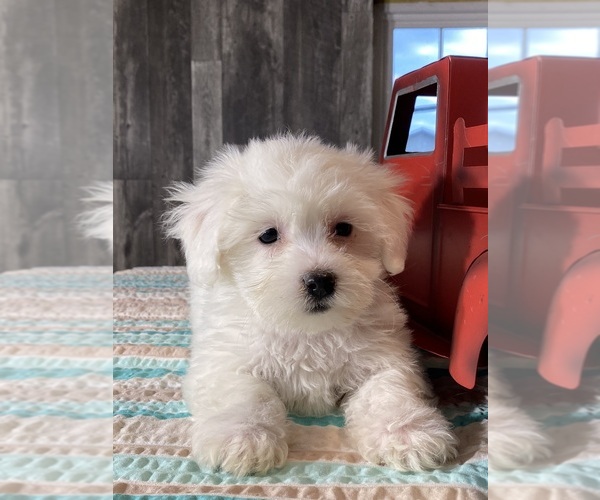 Medium Photo #4 Havaton Puppy For Sale in CANOGA, NY, USA