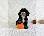 Small #2 Miniature Bernedoodle