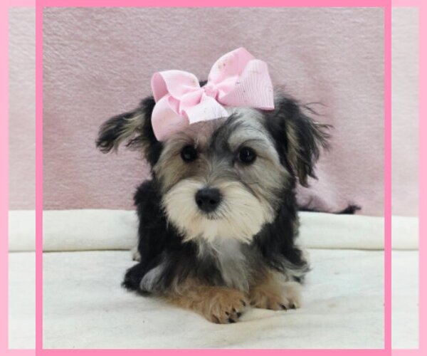 Medium Photo #1 YorkiePoo Puppy For Sale in TAYLOR, TX, USA